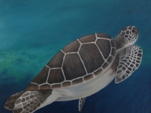 Sea Turtle 